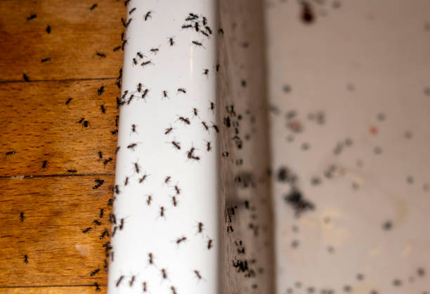 Flea Control Services in Maiden, NC