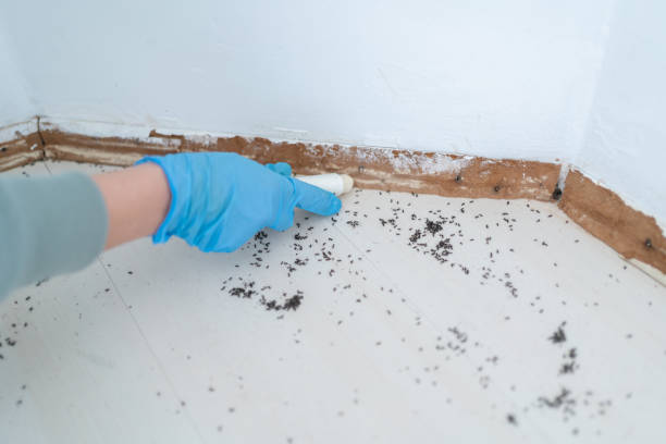Best Pest Control Near Me in Maiden, NC